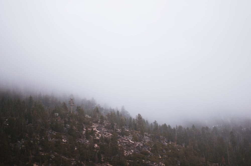 pine trees covered by fog