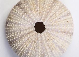 white and brown round textile