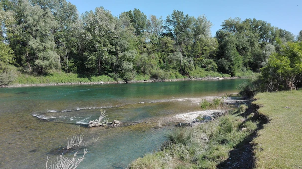 A serene view of the restored riverbank with lush greenery and clear flowing water.