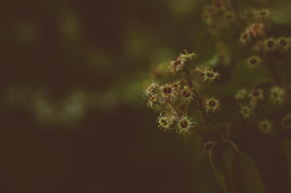 foto de foco seletivo de flores amarelas