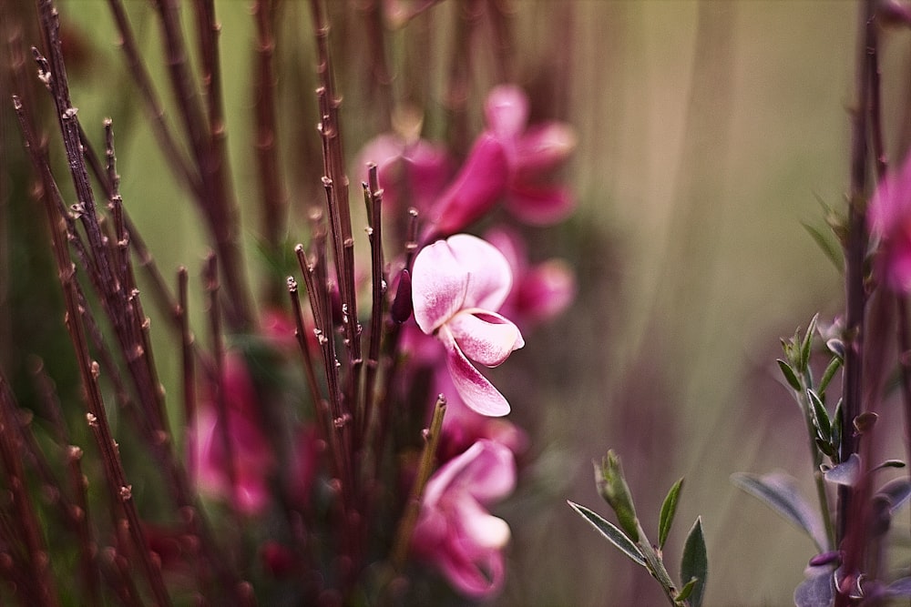 pink and white flower in macro shot