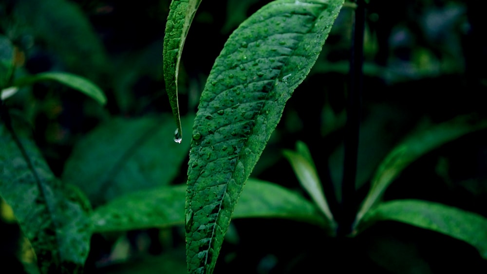 close up photography of green leaves