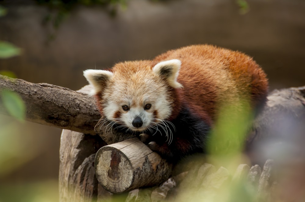 red panda lying on brown log