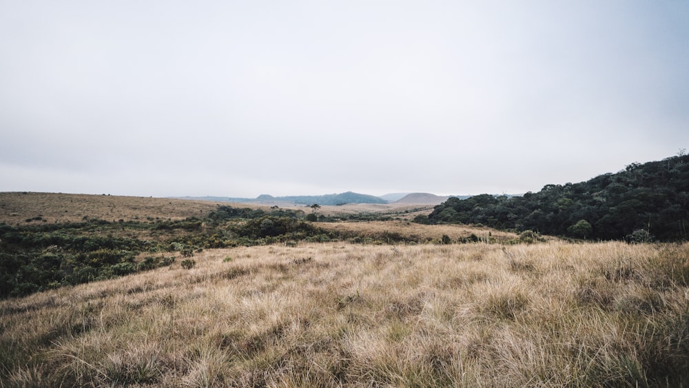 brown grass near green trees during daytime