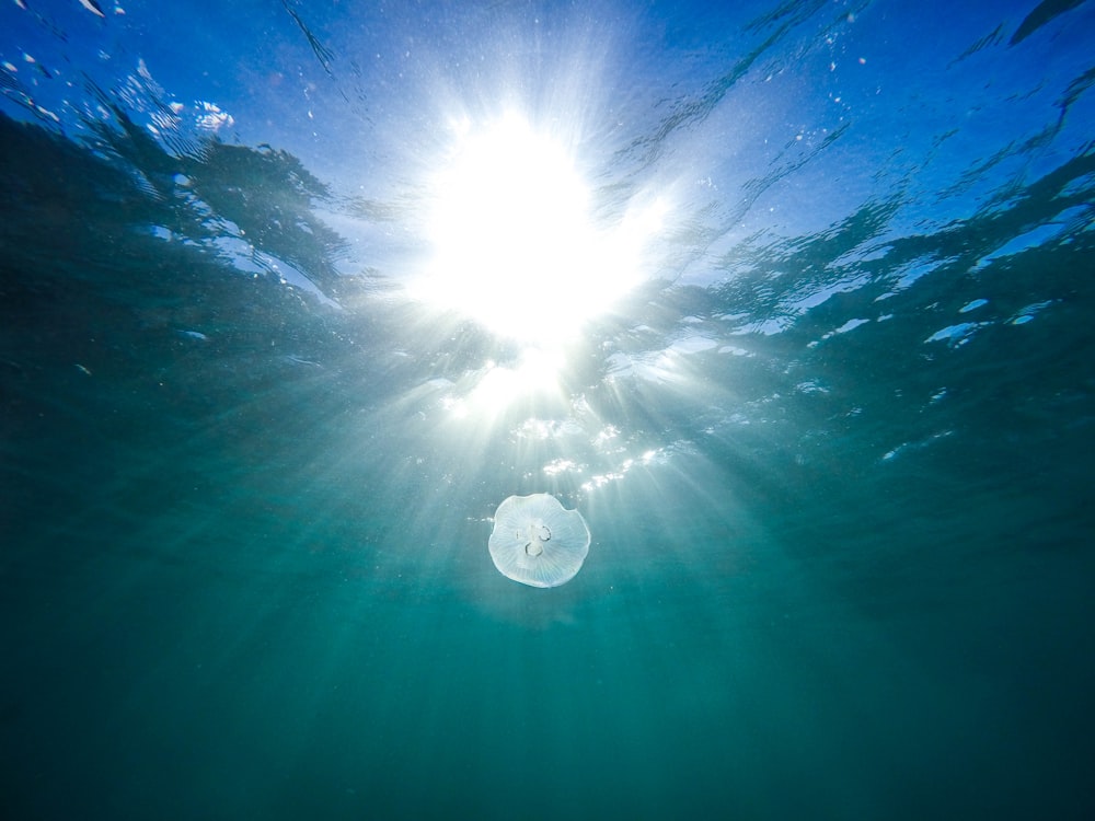 medusa bianca in uno specchio d'acqua