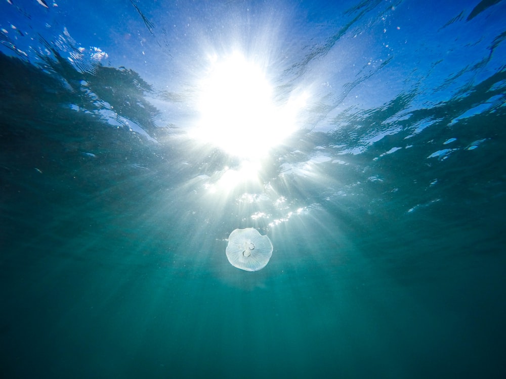 Medusas blancas en el cuerpo de agua