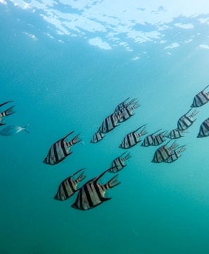 grey school of fish under water