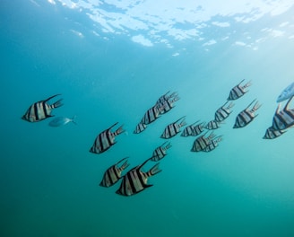 grey school of fish under water