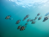grey school of fish under water