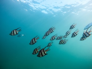 grey school of fish under water