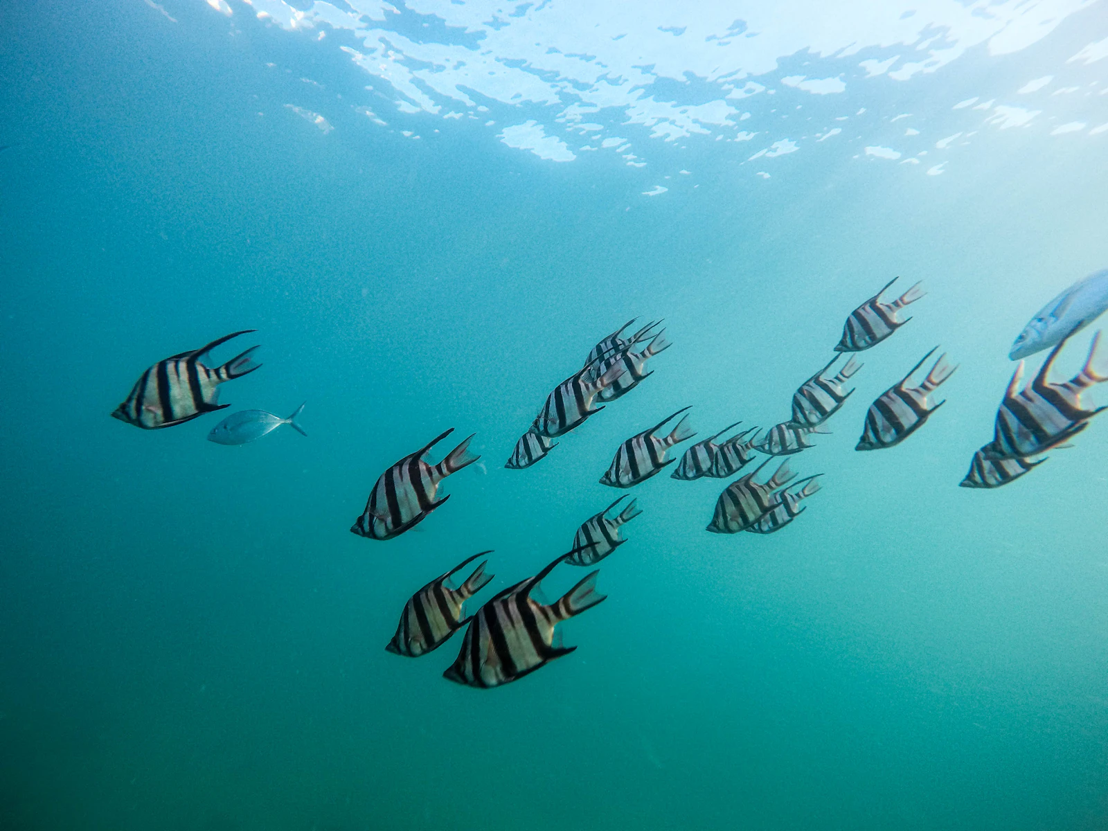 Grey school of fish under water