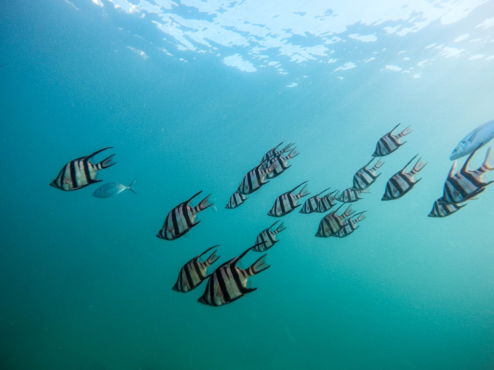 grey school of fish under water