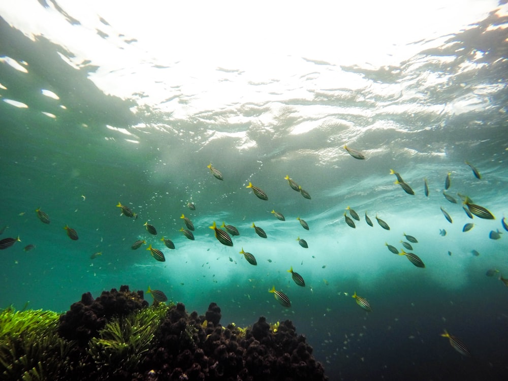 Eine Gruppe von Fischen, die unter Wasser schwimmen.