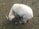 A goat with light-colored fur is standing on a dirt and grass-covered ground. Next to it is a smaller goat, possibly a kid, with darker fur. The larger goat's horns are visible and both animals appear to be foraging or interacting closely.