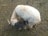 A goat with light-colored fur is standing on a dirt and grass-covered ground. Next to it is a smaller goat, possibly a kid, with darker fur. The larger goat's horns are visible and both animals appear to be foraging or interacting closely.