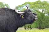 A healthy Murrah buffalo with shiny black coat resting near a farm pond.