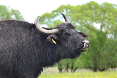 A healthy Murrah buffalo with shiny black coat resting near a farm pond.