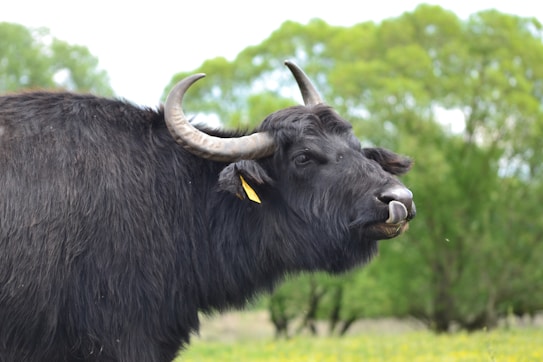 A black water buffalo is standing in a grassy field. It has large curved horns and is licking its nose. The background features blurred green trees, creating a serene pastoral setting.