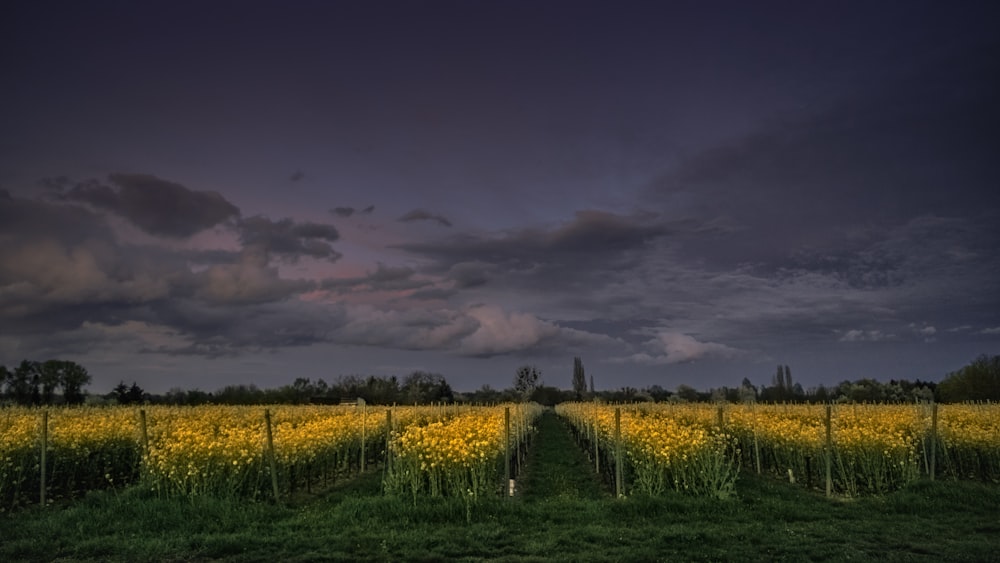 Grünes Grasfeld unter bewölktem Himmel während des Tages