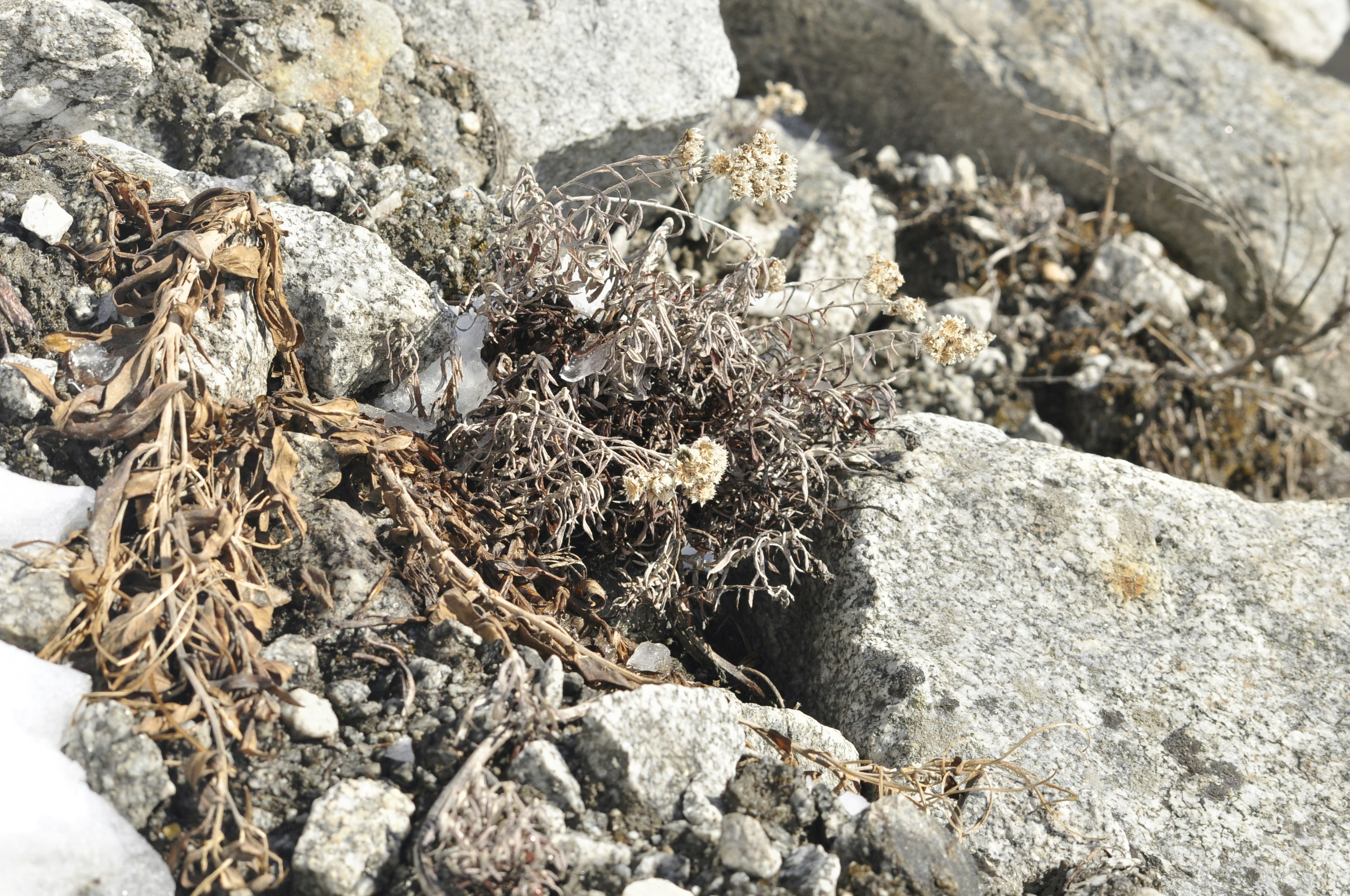 Free Unsplash photo from Deepak Kosta