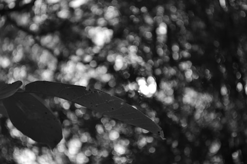 A black and white photograph features a close-up of two leaves in the foreground, with visible holes and imperfections. The background is blurred, showing circular bokeh patterns created by sunlight filtering through branches.