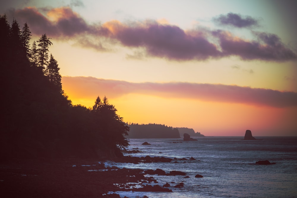 silhouette of trees near body of water during sunset