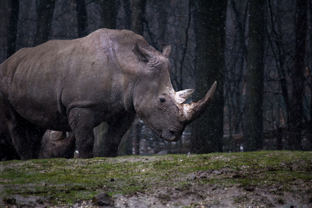 Graues Nashorn stehend