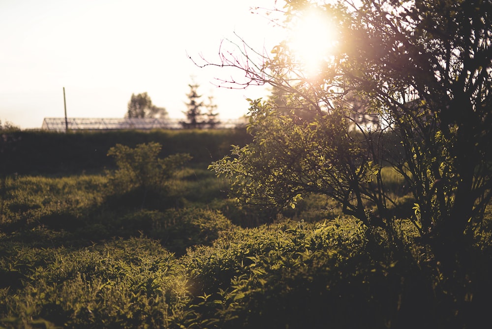 photography of green leafed tree at daytime