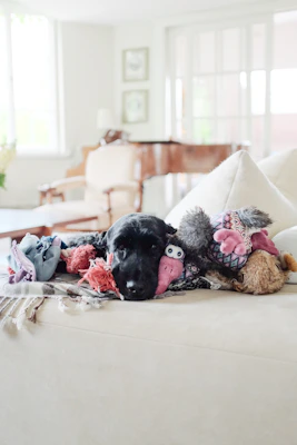 A playful scene of a happy dog with stylish pet accessories and toys in a bright living room.