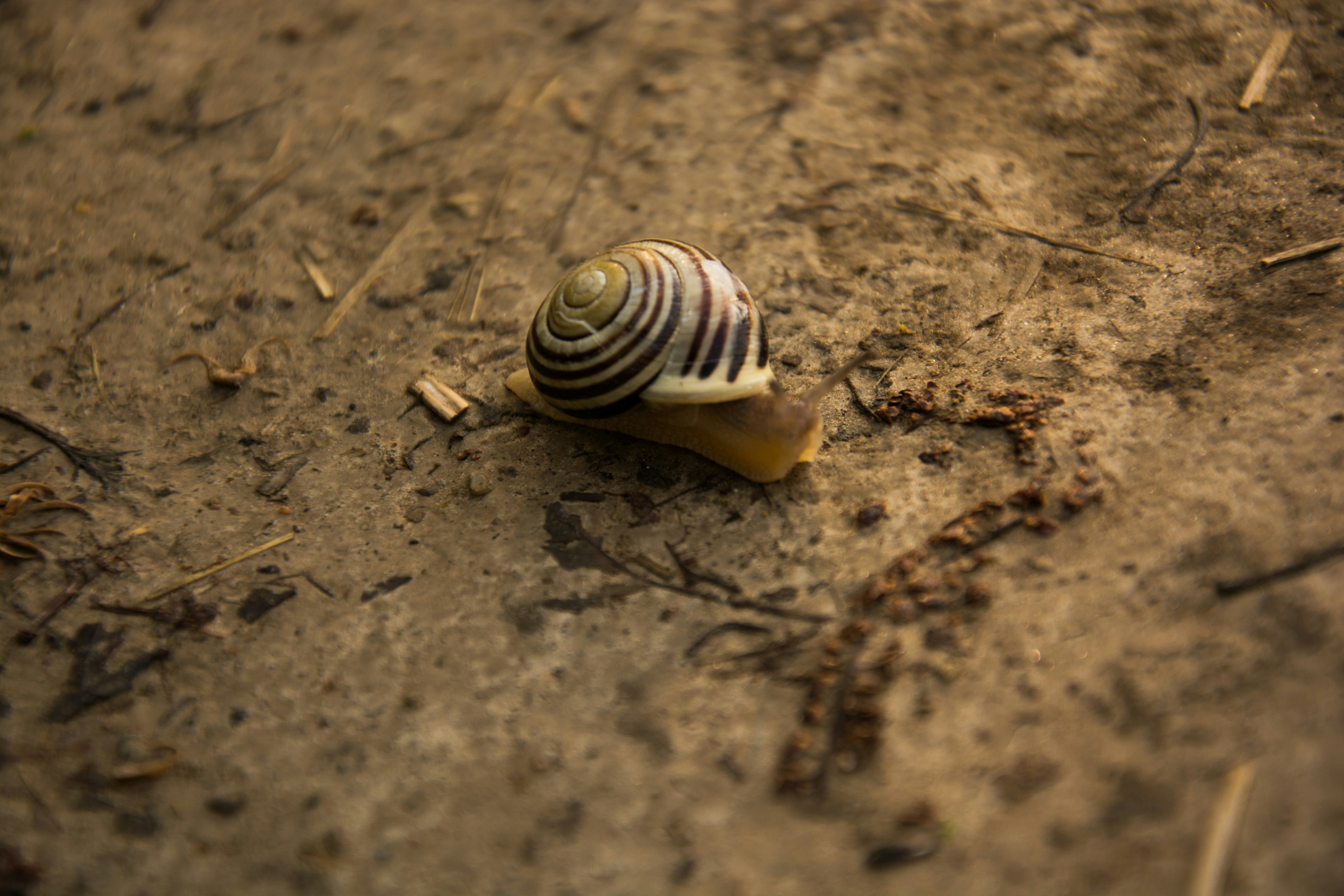 Free Unsplash photo from Jakub Zvedela