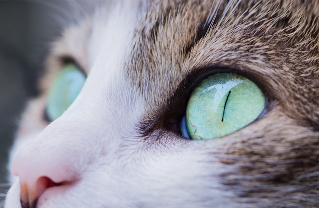 Un sourire félin éclatant : le guide complet du nettoyage des dents chez le chat Un sourire félin éclatant : le guide complet du nettoyage des dents chez le chat
