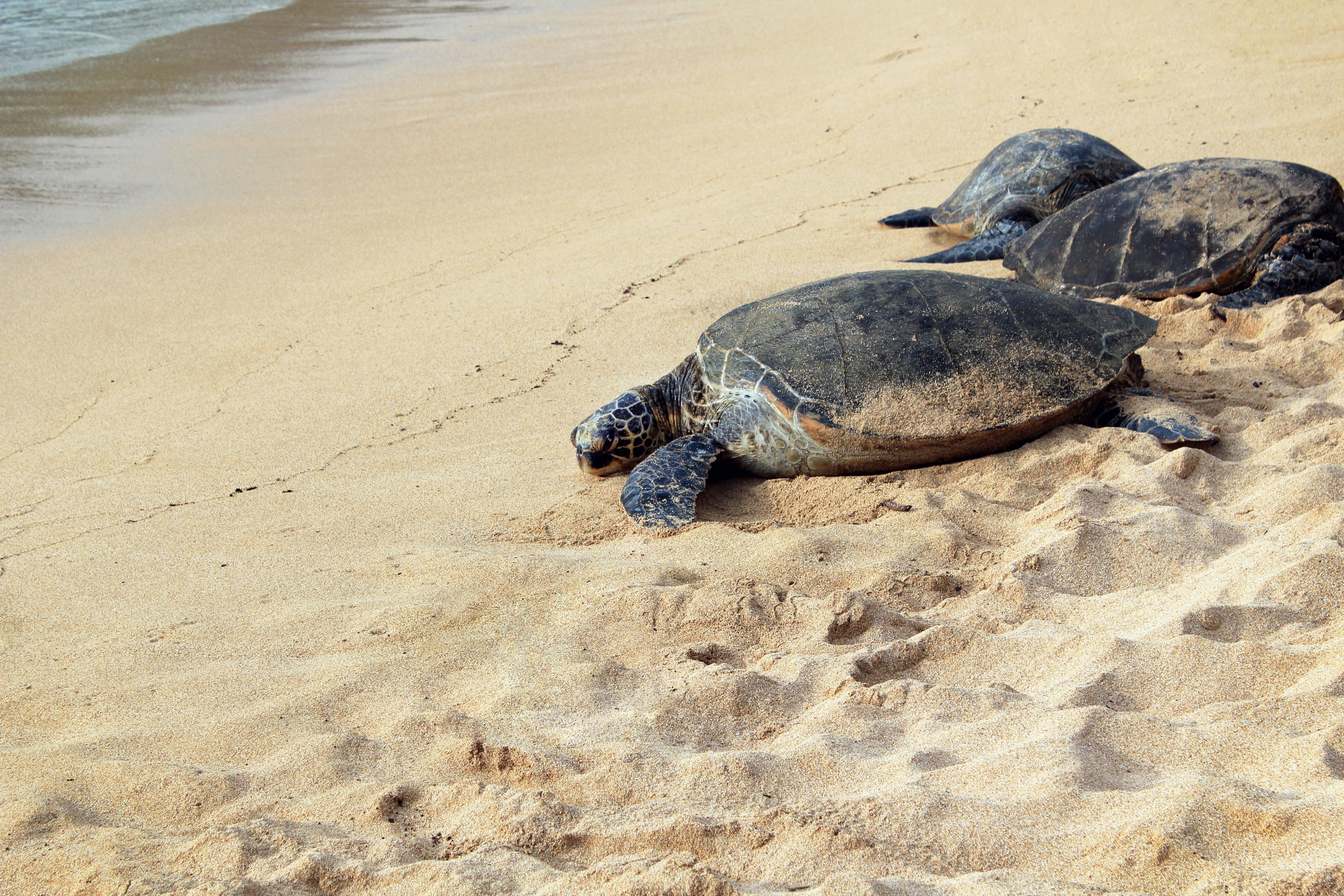 three brown turtles on seashore