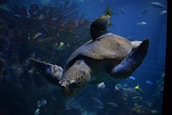 A large sea turtle glides gracefully through an underwater environment, accompanied by a small fish near its back. The surrounding scene includes various other fish and coral formations, illuminated by a deep blue hue.