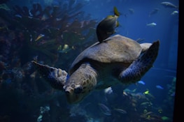 A large sea turtle glides gracefully through an underwater environment, accompanied by a small fish near its back. The surrounding scene includes various other fish and coral formations, illuminated by a deep blue hue.