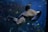 A large sea turtle glides gracefully through an underwater environment, accompanied by a small fish near its back. The surrounding scene includes various other fish and coral formations, illuminated by a deep blue hue.