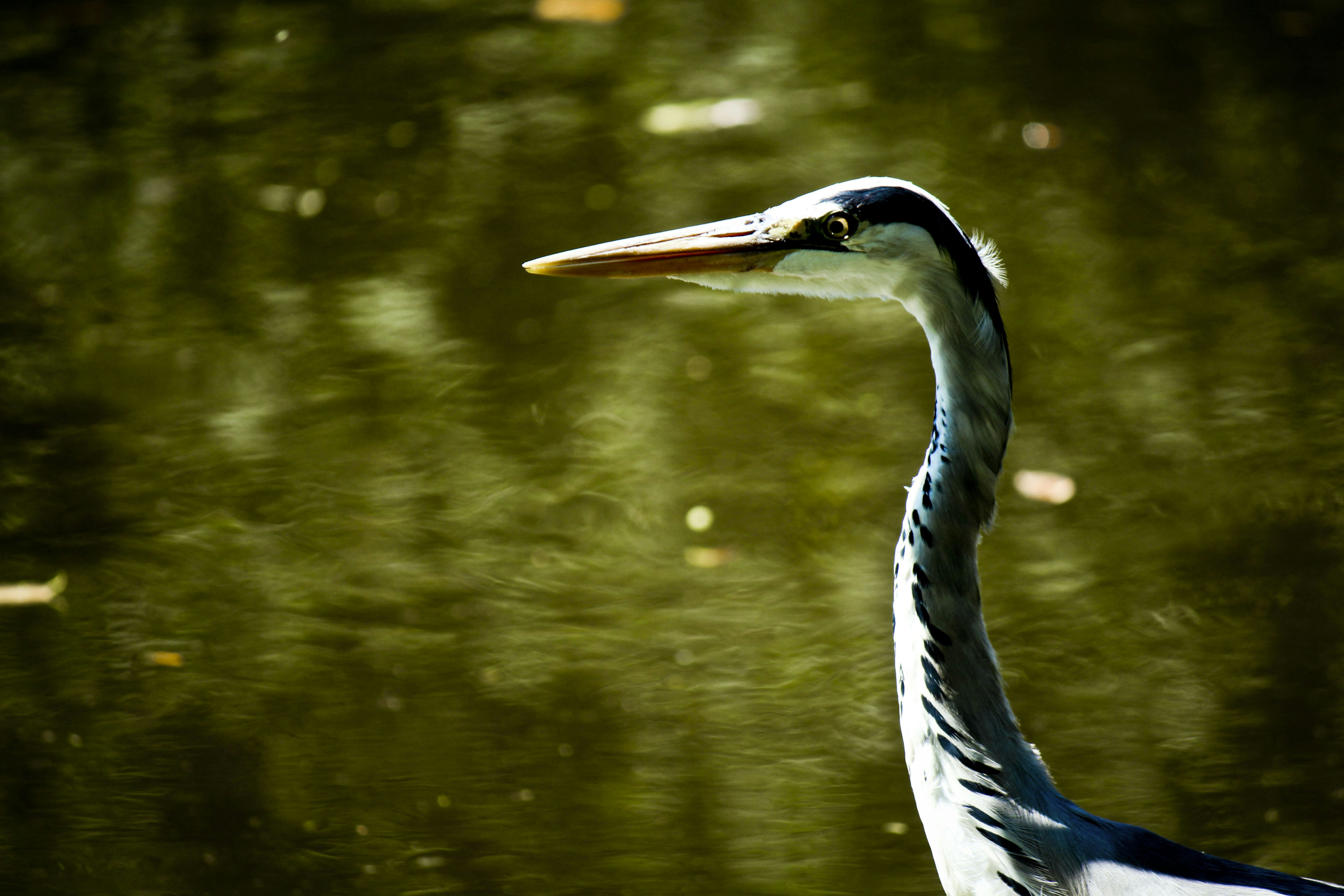 Free Unsplash photo from Olivia Saldana