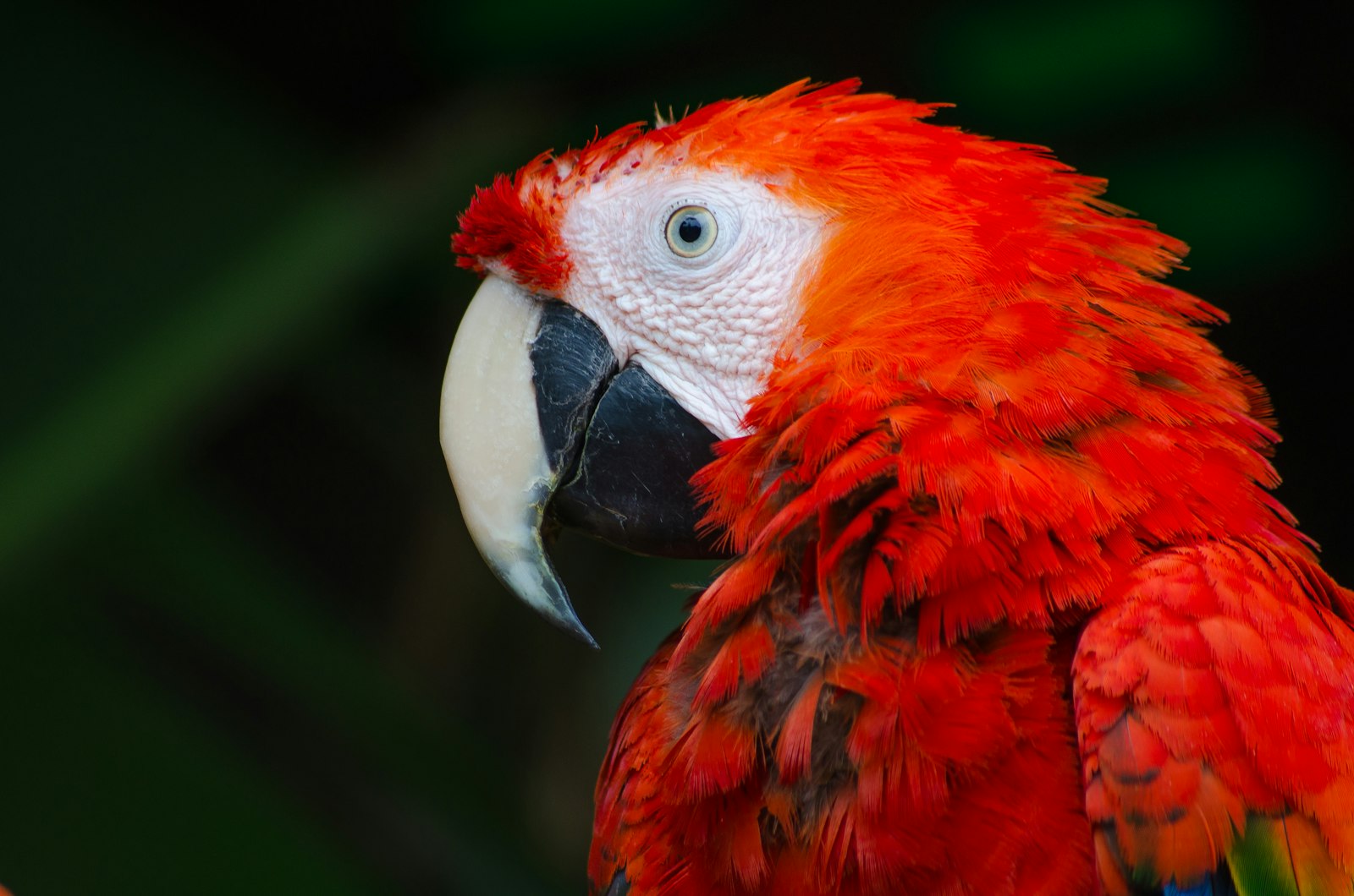 Nikon D7000 + Sigma 70-300mm F4-5.6 APO DG Macro sample photo. Scarlet macaw parrot photography