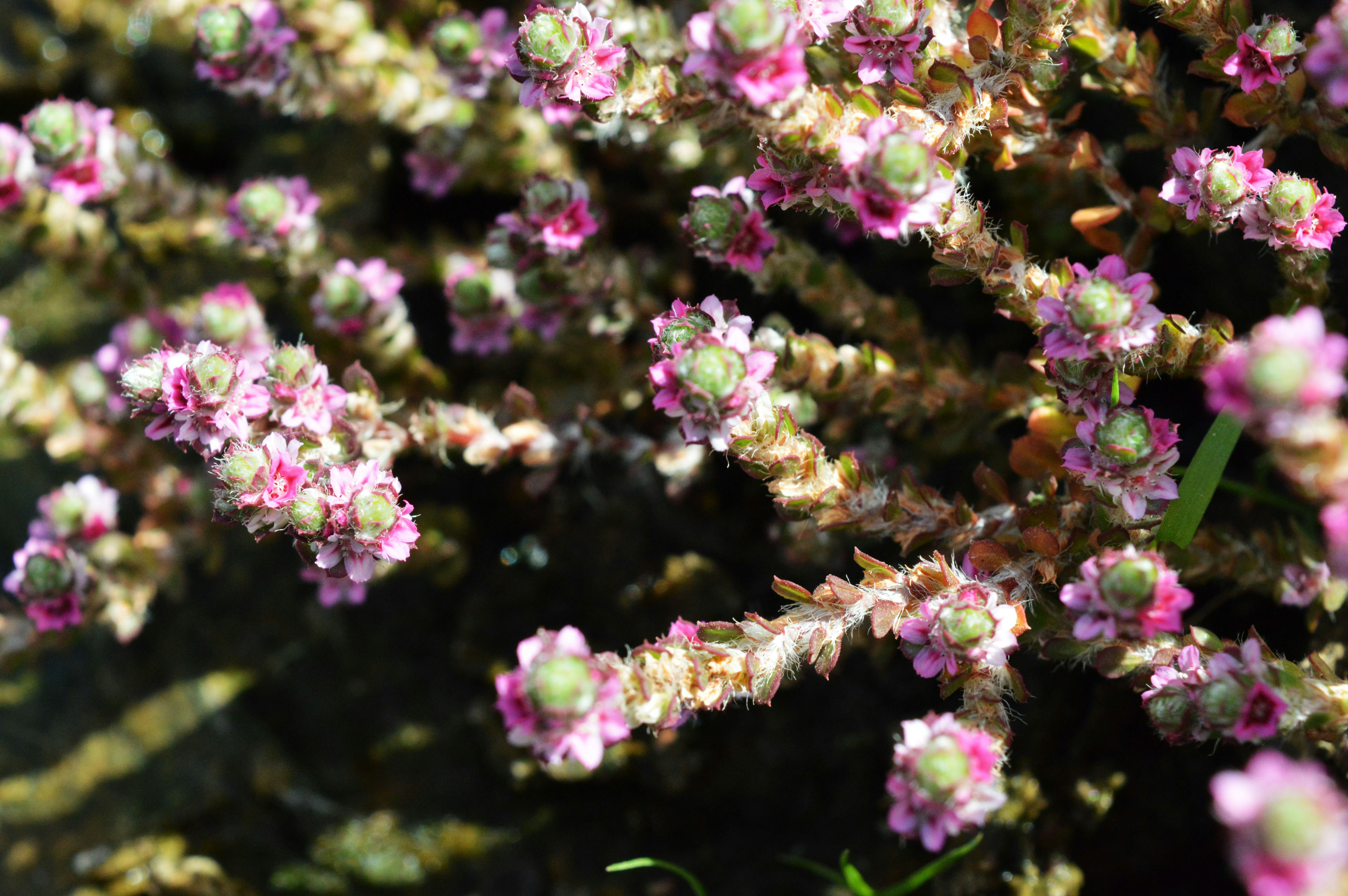 Free Unsplash photo from vijay pandey