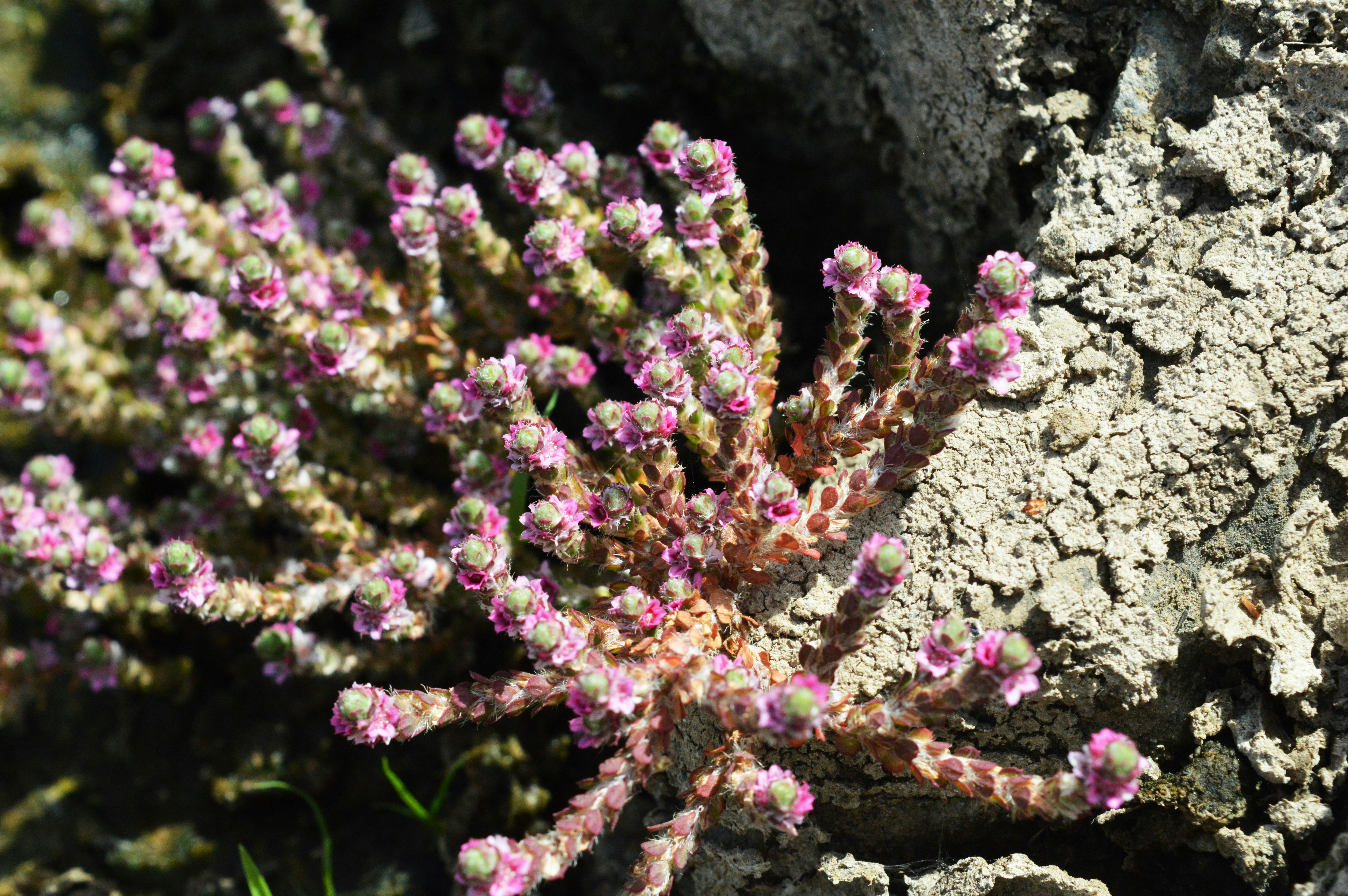 Free Unsplash photo from vijay pandey