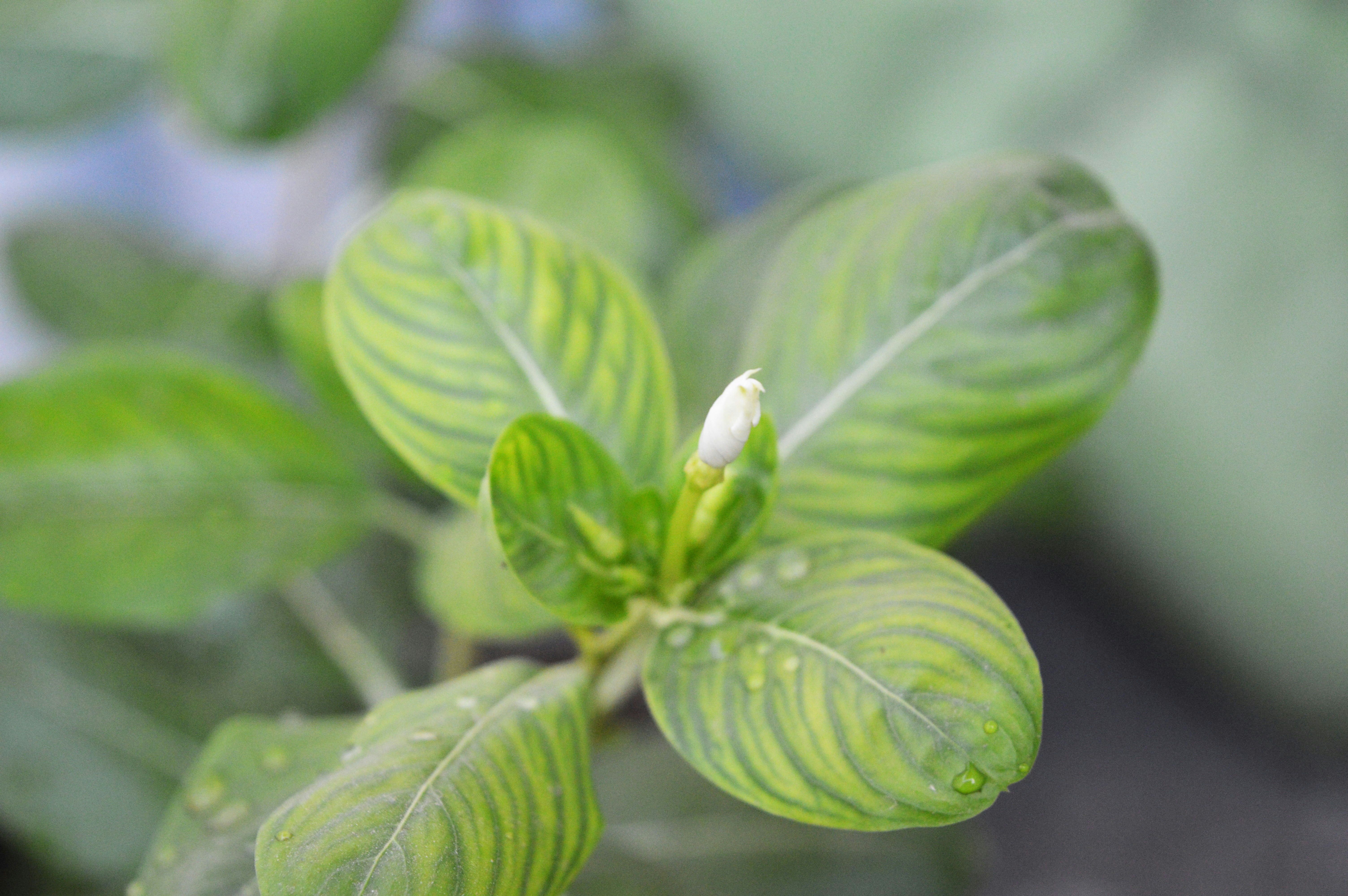 Free Unsplash photo from vijay pandey