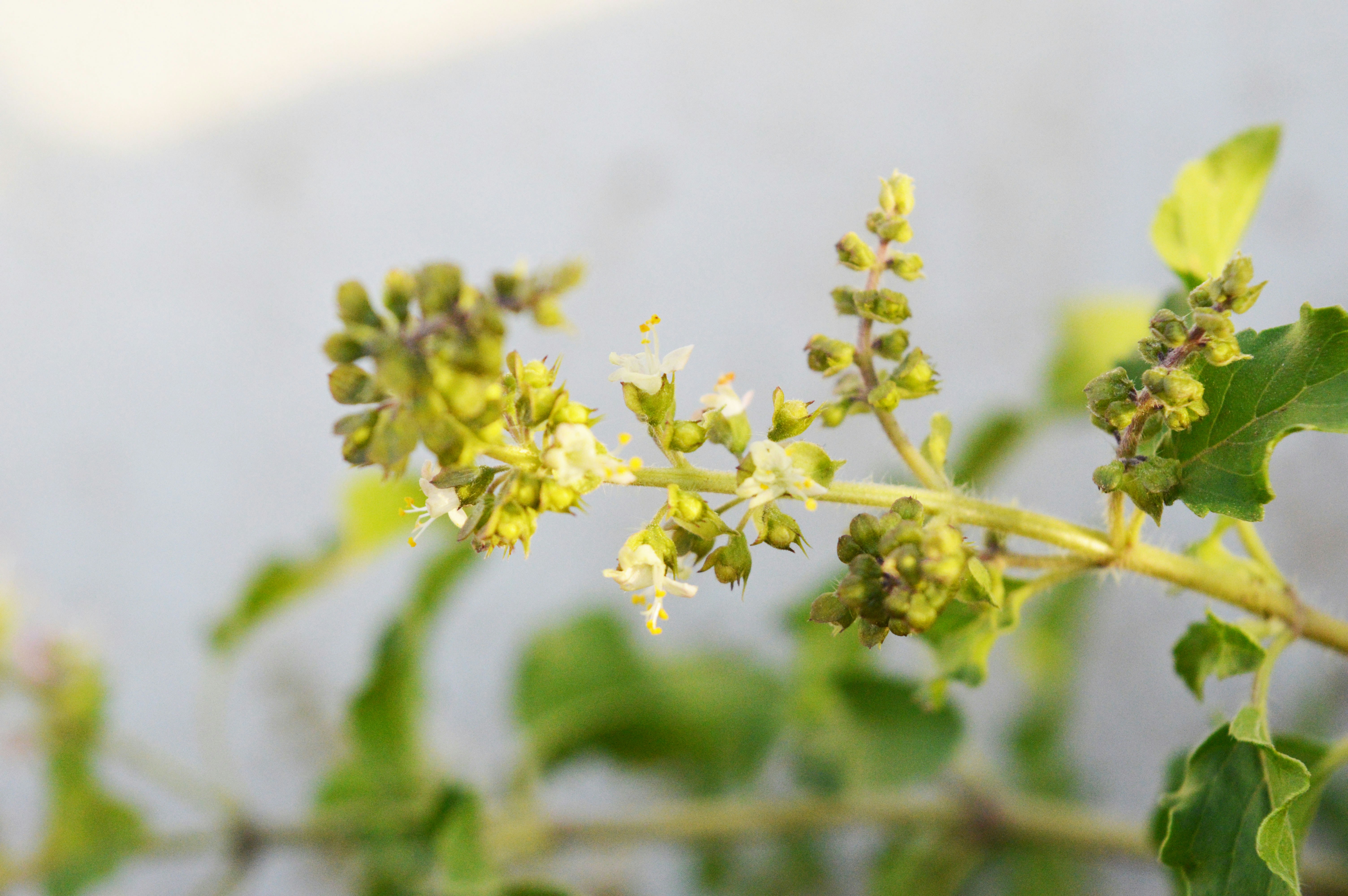 Free Unsplash photo from vijay pandey