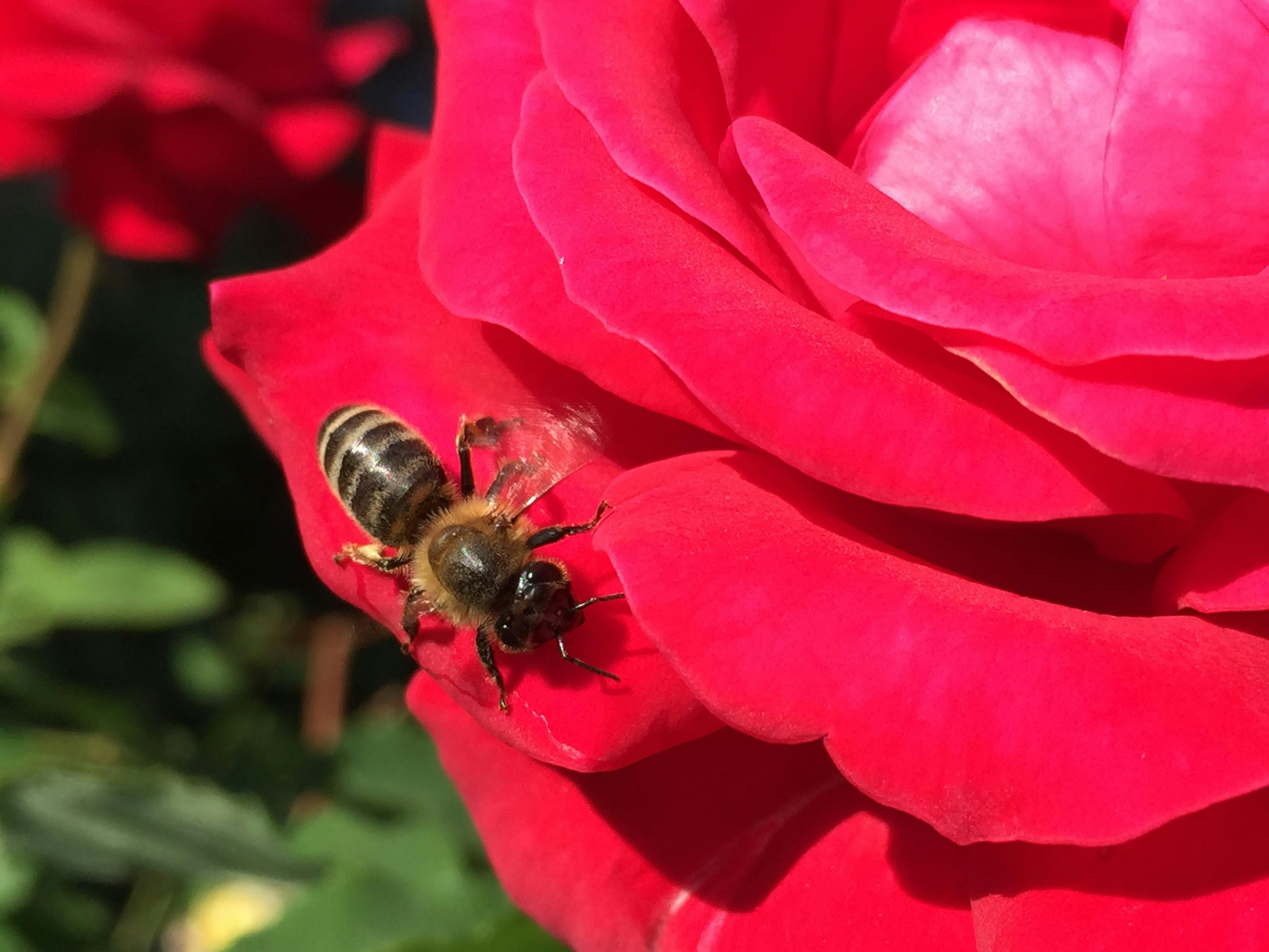 Free Unsplash photo from Dan Paul