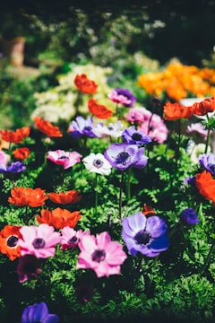 assorted flowers in shallow focus lens