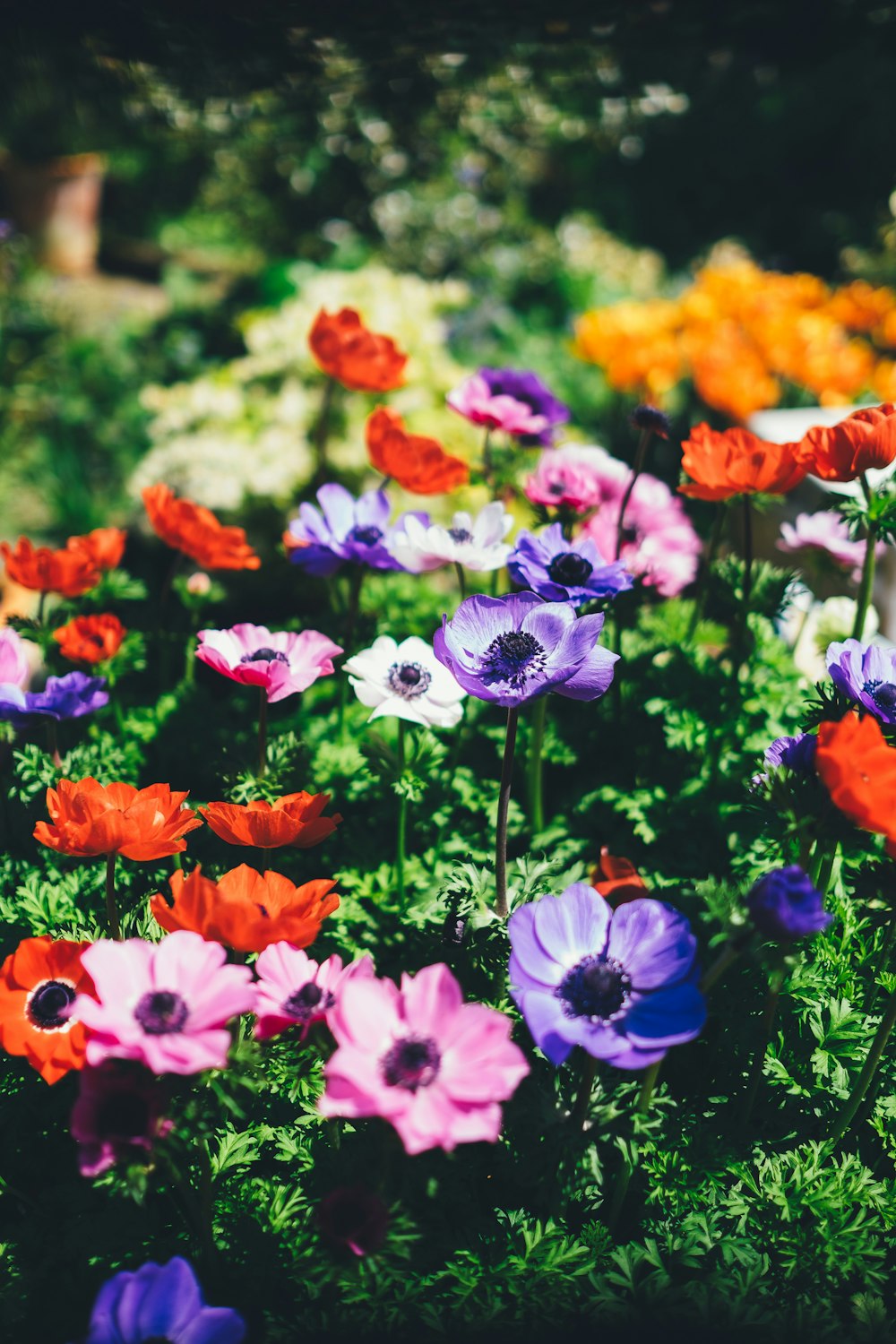 Flores variadas en lente de enfoque poco profundo