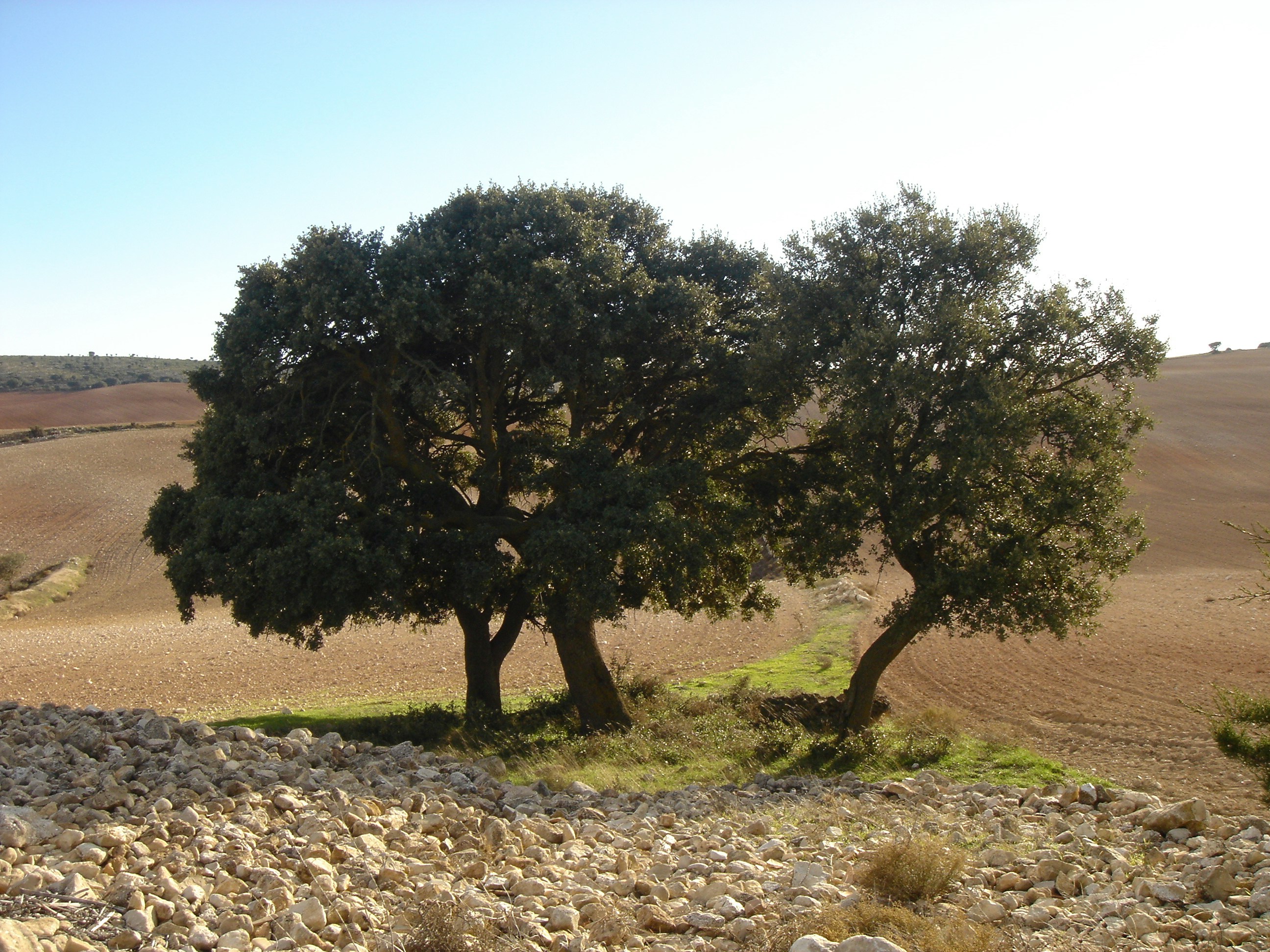 Free Unsplash photo from Chubb Productos