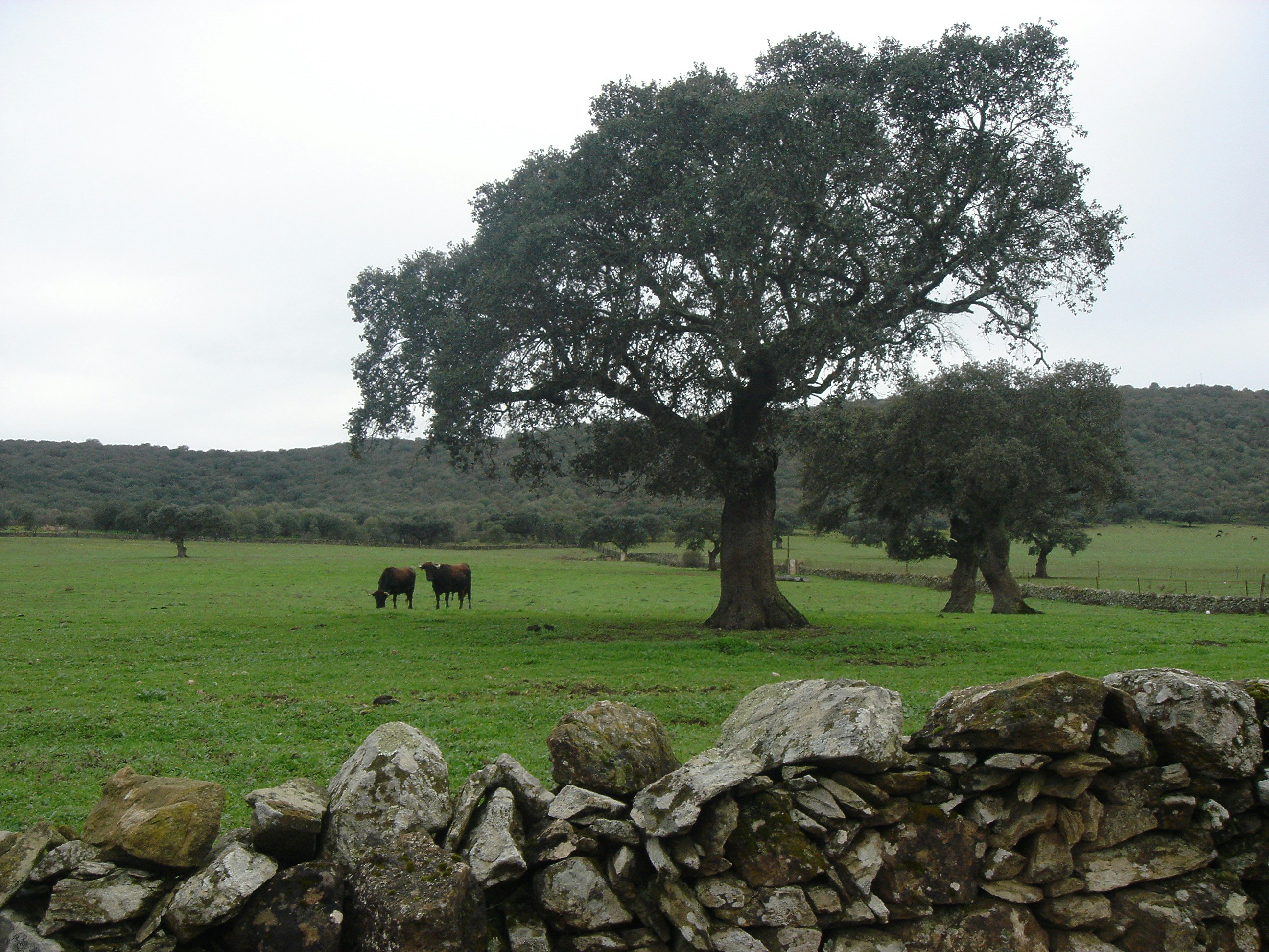 Free Unsplash photo from Chubb Productos