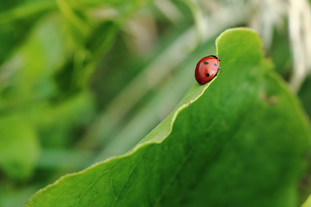 roter und schwarzer Käfer auf grünem Blatt
