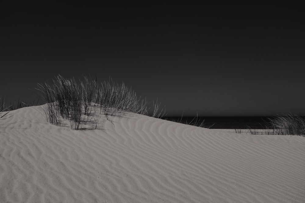 trees on gray sands