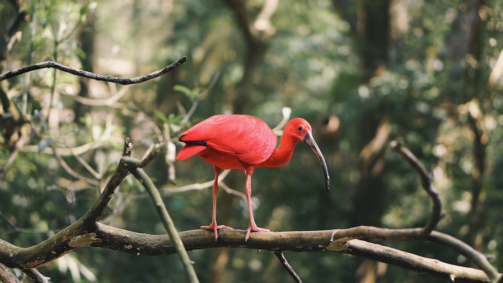 나무 브랜스에 빨간 새
