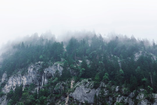 photo of trees on rocky mountains in Allmendhubel Switzerland